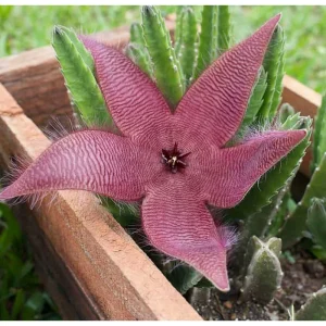 Starfish Flower Cactus Live Succulent Plant - Stapelia Gigantea 2