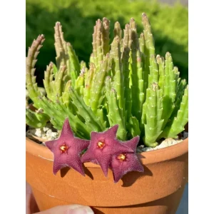 Starfish Flower Cactus Live Succulent Plant - Stapelia Gigantea 2
