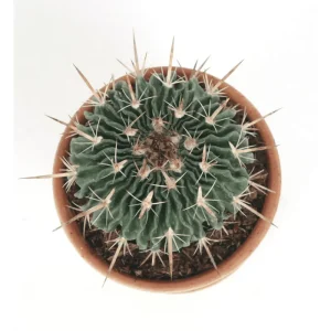 Stenocactus Multicostatus Brain Cactus Live Plant – 3-inch Pot - Image 2