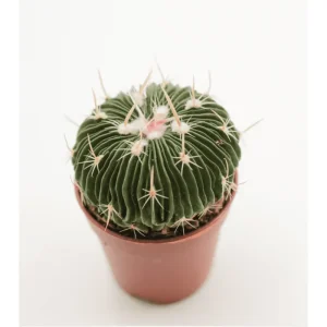 Stenocactus Multicostatus Brain Cactus Live Plant – 3-inch Pot - Image 3