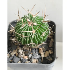 Stenocactus Multicostatus Brain Cactus Live Plant – 3-inch Pot - Image 4