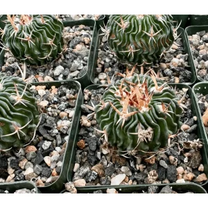 Stenocactus Multicostatus Brain Cactus Live Plant – 3-inch Pot - Image 5