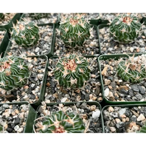 Stenocactus Multicostatus Brain Cactus Live Plant – 3-inch Pot - Image 6