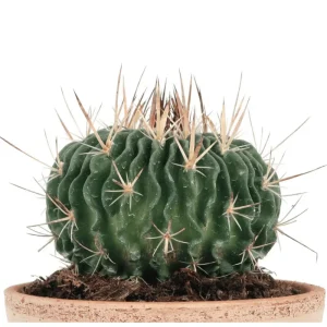 Stenocactus Multicostatus Brain Cactus Live Plant – 3-inch Pot - Image 1