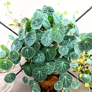 Stephania Cepharantha Live Plant, Rare Caudex Houseplant, 4-7 inches Tall in 3.5 inch Pot - Image 2