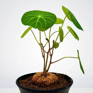 Stephania Cepharantha Live Plant, Rare Caudex Houseplant, 4-7 inches Tall in 3.5 inch Pot - Image 4