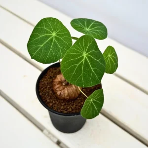 Stephania Cepharantha Live Plant, Rare Caudex Houseplant, 4-7 inches Tall in 3.5 inch Pot - Image 5