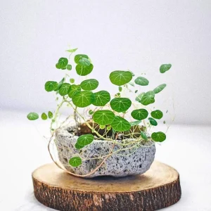 Stephania Cepharantha Live Plant, Rare Caudex Houseplant, 4-7 inches Tall in 3.5 inch Pot - Image 6