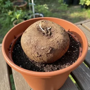 Stephania Cepharantha Live Plant, Rare Caudex Houseplant, 4-7 inches Tall in 3.5 inch Pot - Image 7