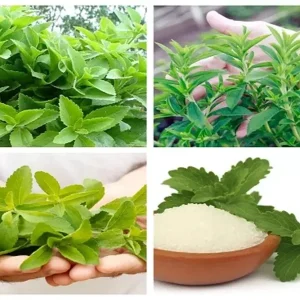 Stevia Rebaudiana Seeds - 400+ Organic Non-GMO Natural Sweetener Herb Seeds - Image 2