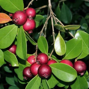 Strawberry Guava Live Plant - Sweet Tropical Fruit Tree Starter, 4-6 Inch Tall - Image 10
