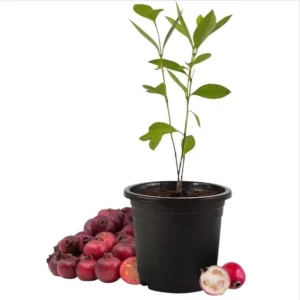 Strawberry Guava Live Plant - Sweet Tropical Fruit Tree Starter, 4-6 Inch Tall - Image 2