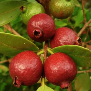 Strawberry Guava Live Plant - Sweet Tropical Fruit Tree, Half Gallon Pot - Image 2