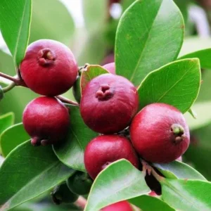 Strawberry Guava Live Plant - Sweet Tropical Fruit Tree, 4-6 Inch Tall - Image 1