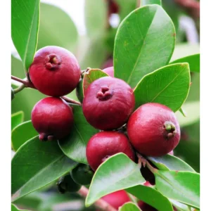 Strawberry Guava Live Plant - Sweet Tropical Fruit Tree, Half Gallon Pot - Image 3