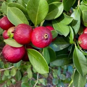 Strawberry Guava Live Plant - Sweet Tropical Fruit Tree, 4-6 Inch Tall - Image 3