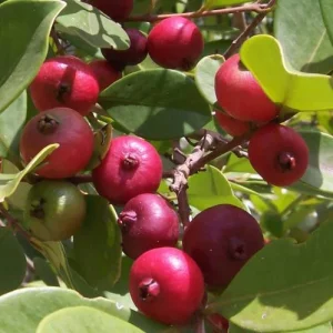 Strawberry Guava Live Plant - Sweet Tropical Fruit Tree, Half Gallon Pot - Image 4