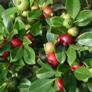 Strawberry Guava Live Plant - Sweet Tropical Fruit Tree, 4-6 Inch Tall - Image 4