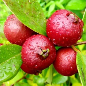 Strawberry Guava Live Plant - Sweet Tropical Fruit Tree, Half Gallon Pot - Image 5