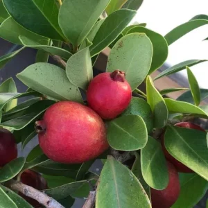 Strawberry Guava Live Plant - Sweet Tropical Fruit Tree, 4-6 Inch Tall - Image 6