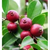 Strawberry Guava Live Plant - Sweet Tropical Fruit Tree Starter, 4-6 Inch Tall - Image 1