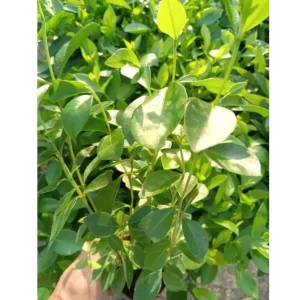 Strawberry Guava Live Plant - Sweet Tropical Fruit Tree, 4-6 Inch Tall - Image 7