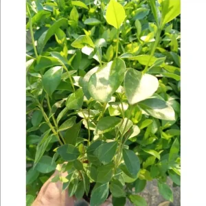 Strawberry Guava Live Plant - Sweet Tropical Fruit Tree Starter, 4-6 Inch Tall - Image 8