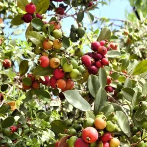 Strawberry Guava Live Plant - Sweet Tropical Fruit Tree Starter, 4-6 Inch Tall - Image 9