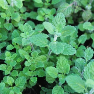 Strawberry Mint Live Plant – 4 Inch Pot – Fresh Culinary Herb – Indoor/Outdoor - Image 2