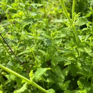 Strawberry Mint Live Plant – 4 Inch Pot – Fresh Culinary Herb – Indoor/Outdoor - Image 3