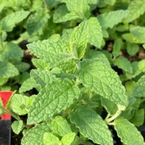 Strawberry Mint Live Plant – 4 Inch Pot – Fresh Culinary Herb – Indoor/Outdoor - Image 4
