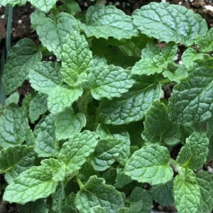 Strawberry Mint Live Plant – 4 Inch Pot – Fresh Culinary Herb – Indoor/Outdoor - Image 5