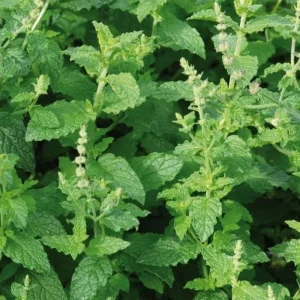 Strawberry Mint Live Plant – 4 Inch Pot – Fresh Culinary Herb – Indoor/Outdoor - Image 1