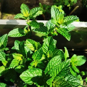 Strawberry Mint Live Plant – 6-inch Height – 4.5-inch Pot – Fragrant Culinary Herb for Home Gardens - Image 2