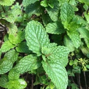 Strawberry Mint Live Plant – 6-inch Height – 4.5-inch Pot – Fragrant Culinary Herb for Home Gardens - Image 3