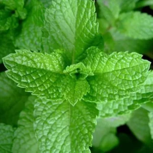 Strawberry Mint Live Plant – 6-inch Height – 4.5-inch Pot – Fragrant Culinary Herb for Home Gardens - Image 4