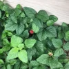 Strawberry Mint Live Plant – 6-inch Height – 4.5-inch Pot – Fragrant Culinary Herb for Home Gardens - Image 1