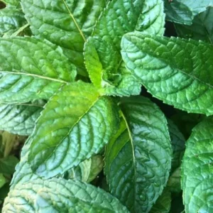 Strawberry Mint Live Plant – 6-inch Height – 4.5-inch Pot – Fragrant Culinary Herb for Home Gardens - Image 5