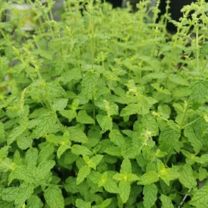 Strawberry Mint Live Plant – 6-inch Height – 4.5-inch Pot – Fragrant Culinary Herb for Home Gardens - Image 6