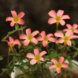 Strawberry Oxalis Plant – Candy Box Live Plant – Ornamental Flowering – 4 Inch Pot - Image 2
