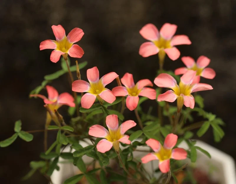 Strawberry Oxalis Plant – Candy Box Live Plant – Ornamental Flowering – 4 Inch Pot - Image 2