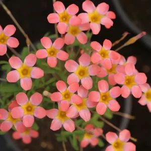 Strawberry Oxalis Plant – Candy Box Live Plant – Ornamental Flowering – 4 Inch Pot - Image 3