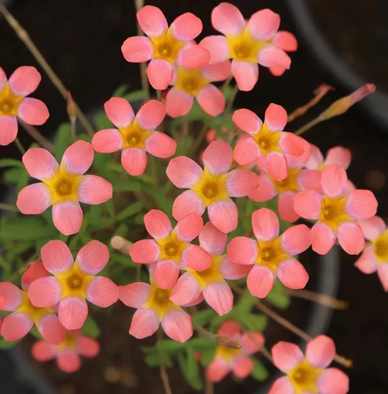 Strawberry Oxalis Plant – Candy Box Live Plant – Ornamental Flowering – 4 Inch Pot - Image 3