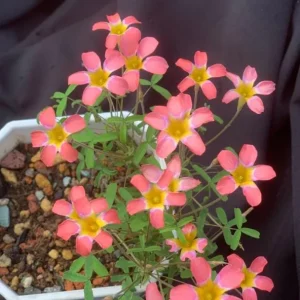 Strawberry Oxalis Plant – Candy Box Live Plant – Ornamental Flowering – 4 Inch Pot - Image 1