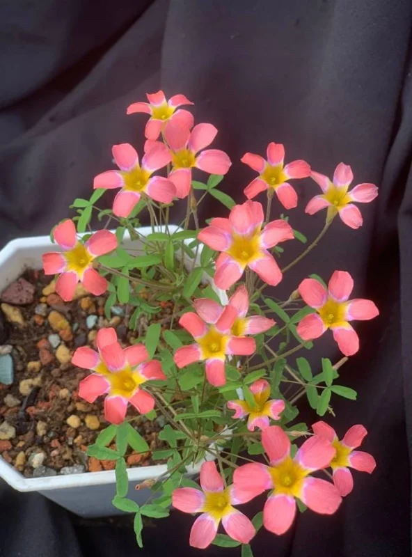 Strawberry Oxalis Plant – Candy Box Live Plant – Ornamental Flowering – 4 Inch Pot - Image 1
