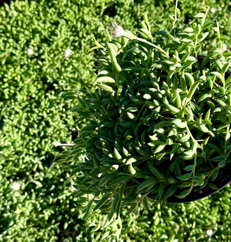 String of Bananas Live Plant - Trailing Succulent in 4 Inch Pot - Indoor Decor - Image 2