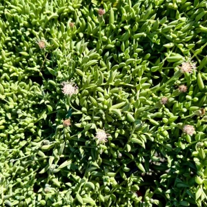 String of Bananas Live Plant - Trailing Succulent in 4 Inch Pot - Indoor Decor - Image 3