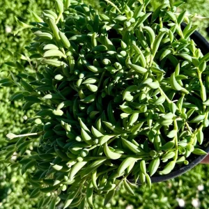 String of Bananas Live Plant - Trailing Succulent in 4 Inch Pot - Indoor Decor - Image 1