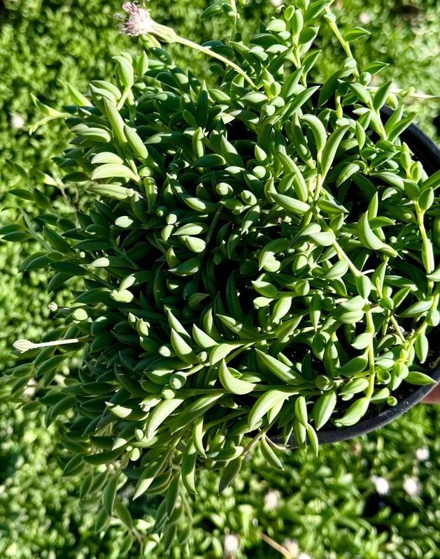 String of Bananas Live Plant - Trailing Succulent in 4 Inch Pot - Indoor Decor - Image 1