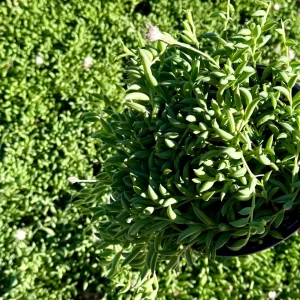 String of Bananas Live Trailing Succulent Plant – 4 Inch or 6 Inch Pot - Image 2